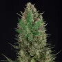 Cannabis seeds WEMBLEY feminised from Pyramid Seeds